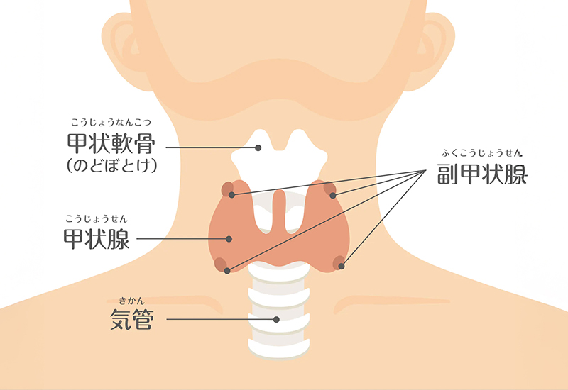 甲状腺がんとは