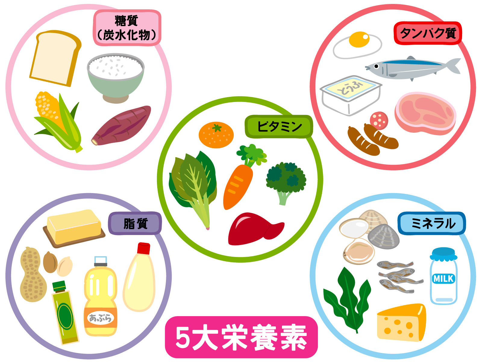 栄養バランスの取れた食事