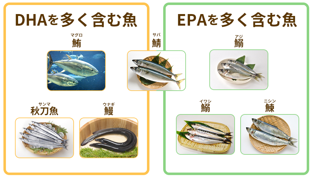 DHAとEPAが含まれる青魚