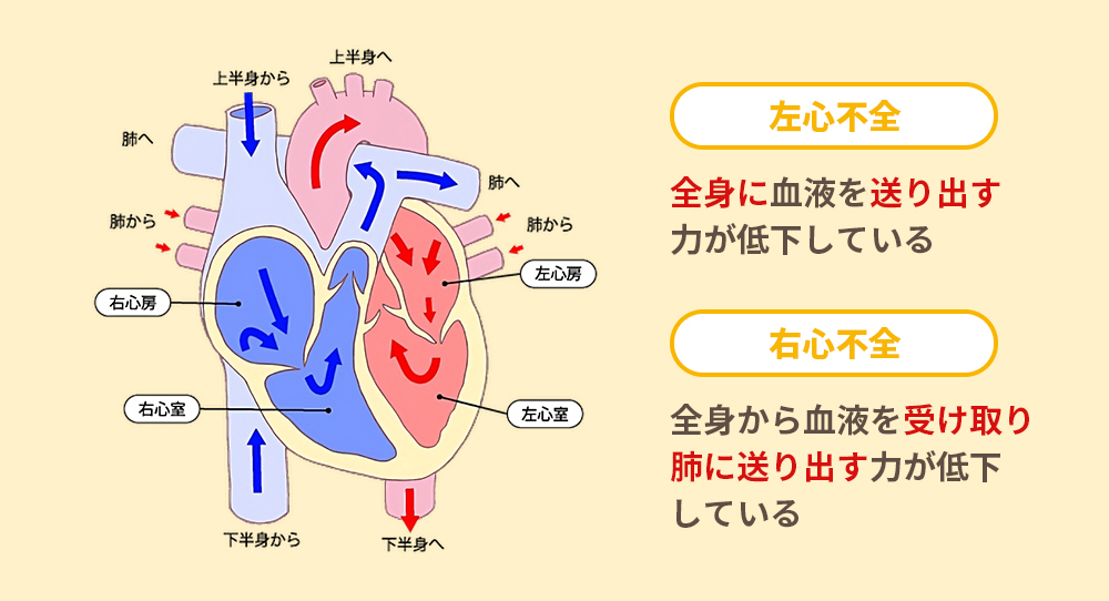 体重が減ると心臓病が起こる？
